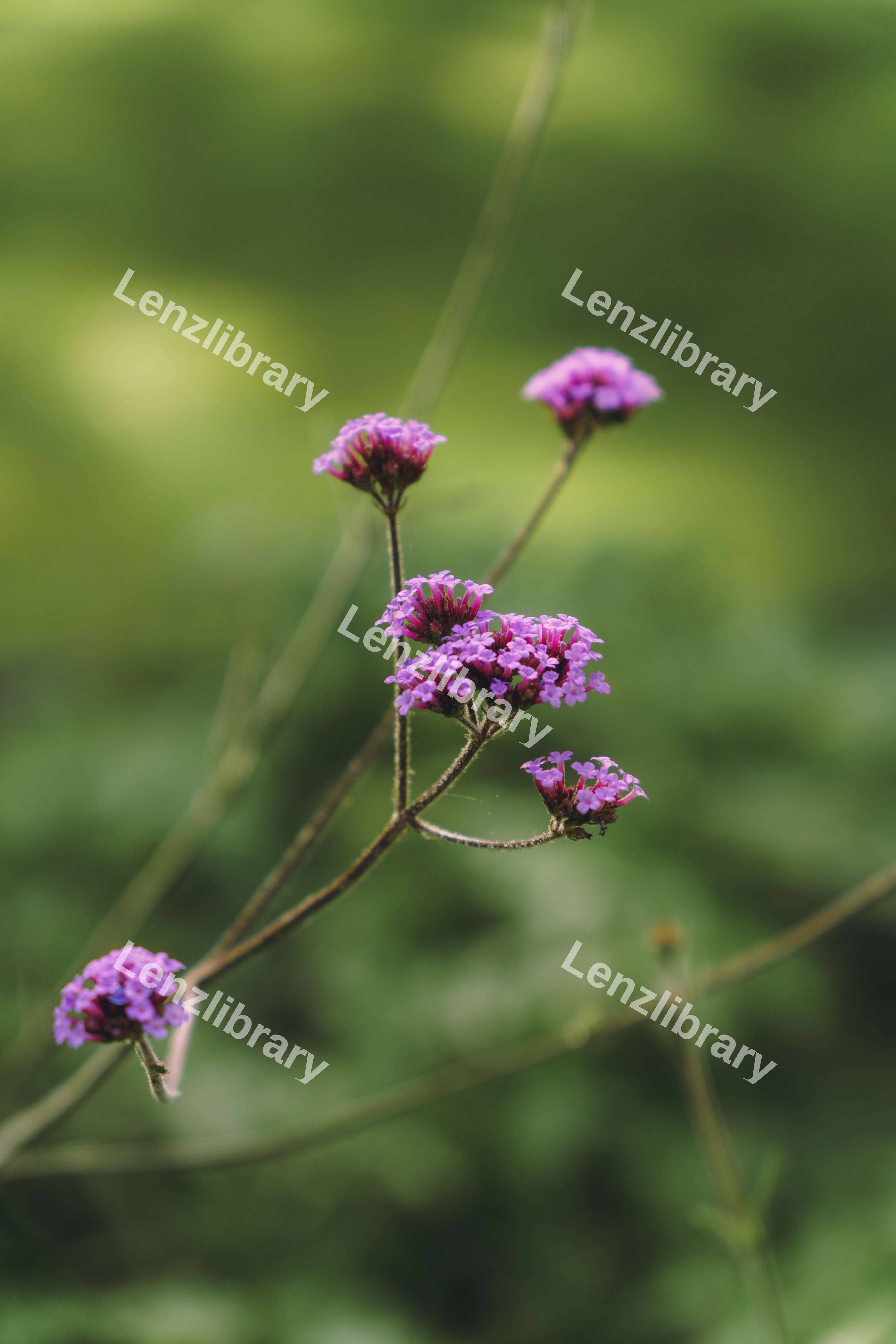 Purple Flower